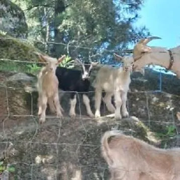 Quinta Souto Da Ordem - House